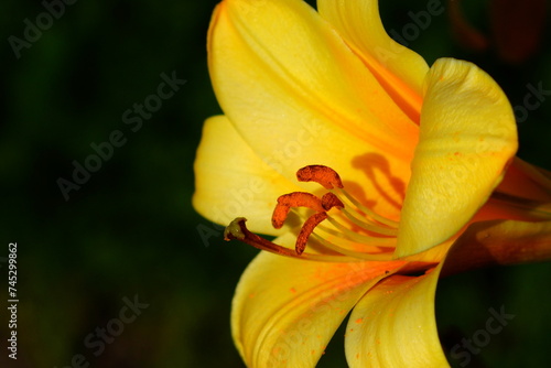 A bright variety of lily flowers. photo