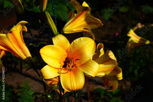 A bright variety of lily flowers. photo