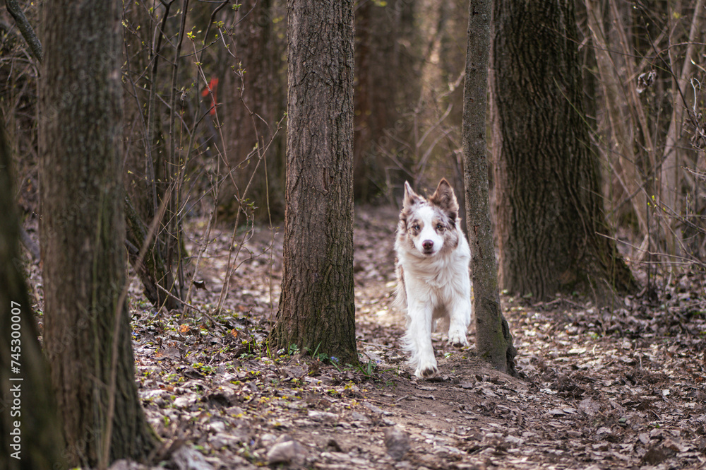 Running young border Collie trough the winter forest
