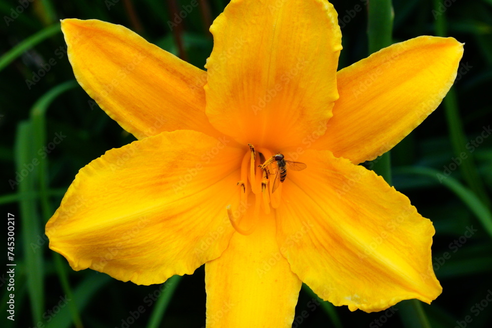 A bright variety of lily flowers. A bright variety of lily flowers.