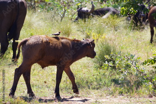 Buffalo Calf