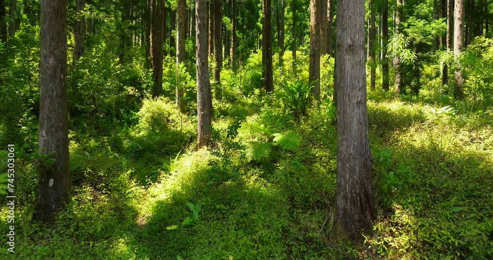 Forest in Reunion island amazing trees aerial view Forest in Reunion island amazing trees aerial view