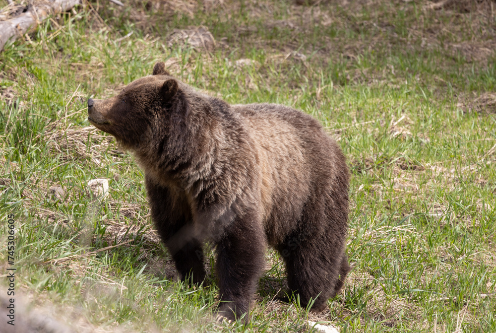 Fototapeta premium Grizzly Bear in Spring in Yellowstone National Park Wyoming