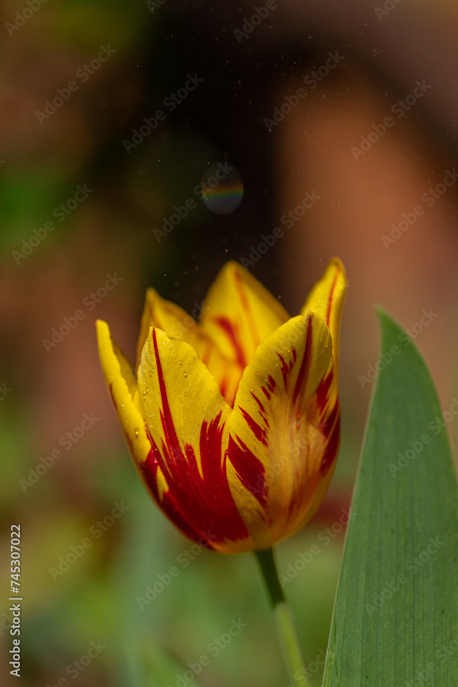 Obraz premium Tulips spring flowers