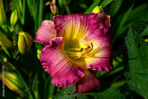 A bright variety of lily flowers. photo