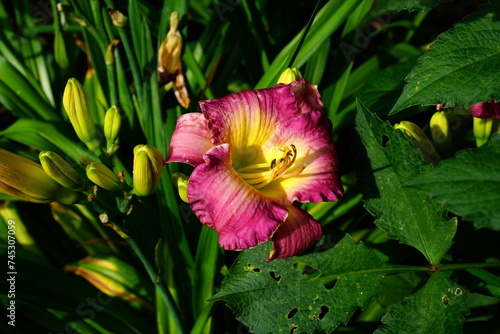 A bright variety of lily flowers. photo