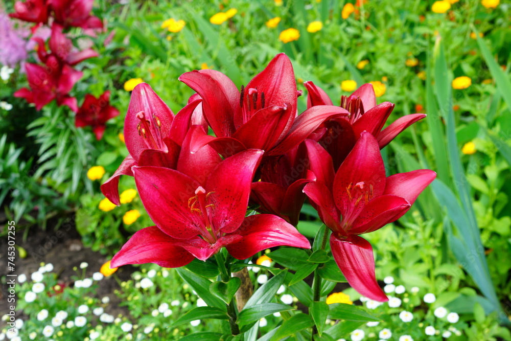 Fototapeta premium A bright variety of lily flowers.