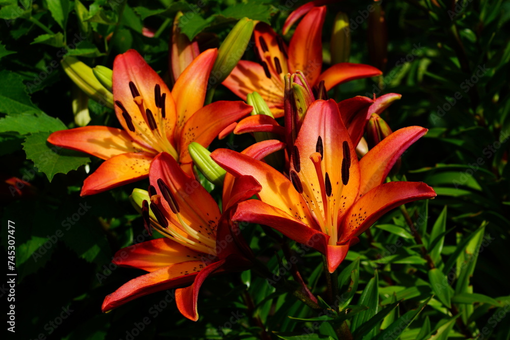 A bright variety of lily flowers. A bright variety of lily flowers.