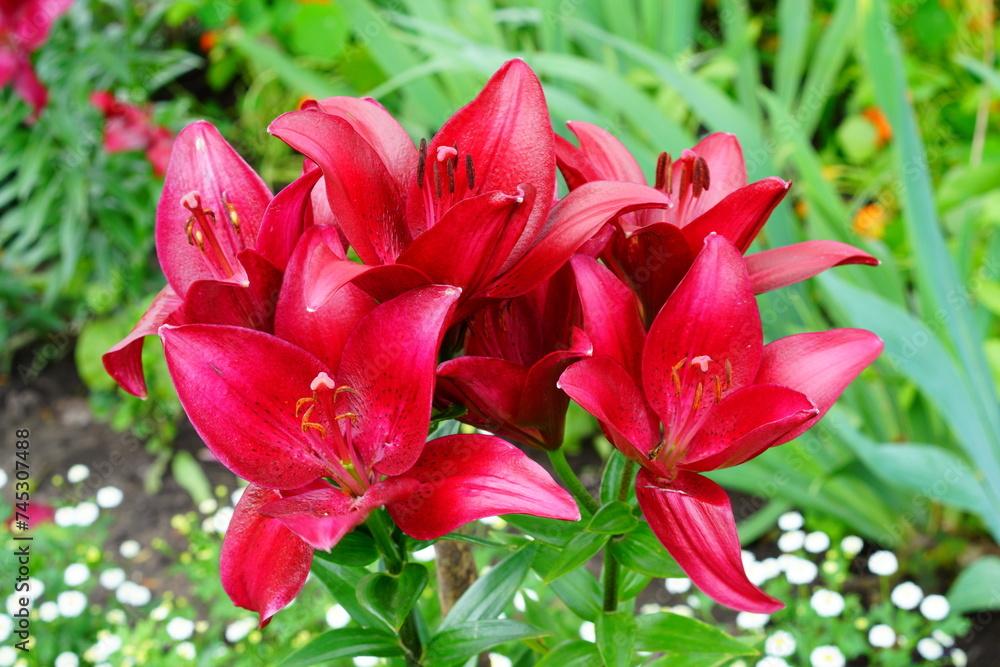 A bright variety of lily flowers. A bright variety of lily flowers.