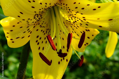 A bright variety of lily flowers. photo