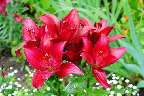 A bright variety of lily flowers. © I