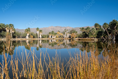 Agua Caliente Regional Park in Tucson Arizona  beautiful mirror reflection on lake