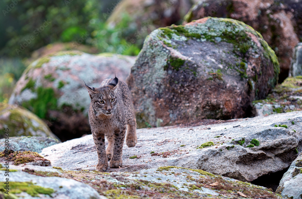 Young Iberian lynx in the Sierra de Andujar. Spain Young Iberian lynx in the Sierra de Andujar. Spain