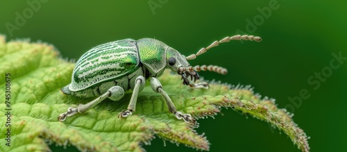 A green weevil beetle perched on top of a spirea leaf in the springtime. The beetle is stationary, displaying its vibrant green color against the leafs similar hue.