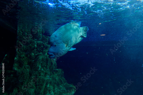 Underwater world with the humphead wrasse also known as Napoleon Wrasse (Cheilinus undulatus)