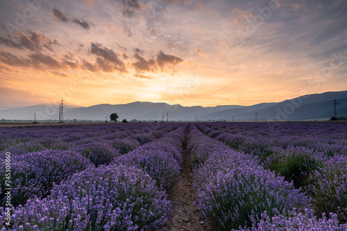 Lavender flower field at sunset.