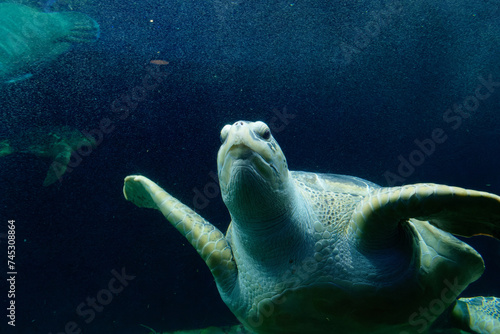 Underwater world with the green sea turtle also known as black sea turtle or Pacific green turtle (Chelonia mydas)
