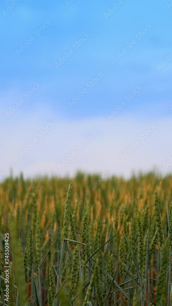 Wheat harvest ripening in the field. Green and yellow spikelets growing in the rural farmland. Blue sky background. Vertical video. Wheat harvest ripening in the field. Green and yellow spikelets growing in the rural farmland. Blue sky background. Vertical video.