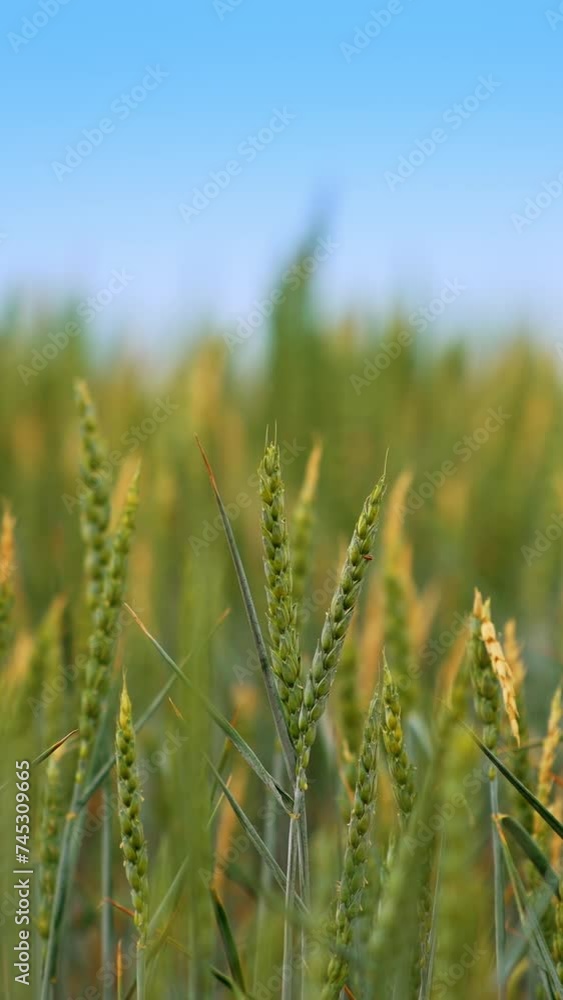 Grain ripen in the sun at the agricultural field. Some spikelets moving slowly in the wind. Close up. Blurred background. Vertical video. Grain ripen in the sun at the agricultural field. Some spikelets moving slowly in the wind. Close up. Blurred background. Vertical video.
