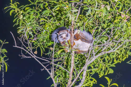 Namdapha flying squirrel (Biswamoyopterus biswasi) is endemic to Arunachal Pradesh, India at Namdapha NP.