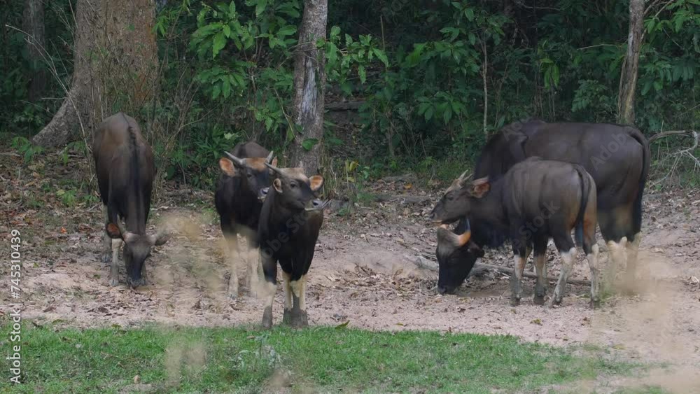 Gaur herd grazing peacefully in forest clearing. Wildlife and nature. Gaur herd grazing peacefully in forest clearing. Wildlife and nature.