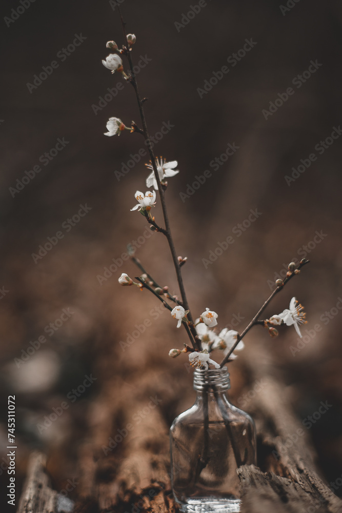 Spring flowers - obrazy, fototapety, plakaty 