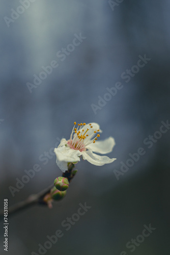 Spring flowers