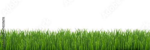 Green Grass Border Isolated White background