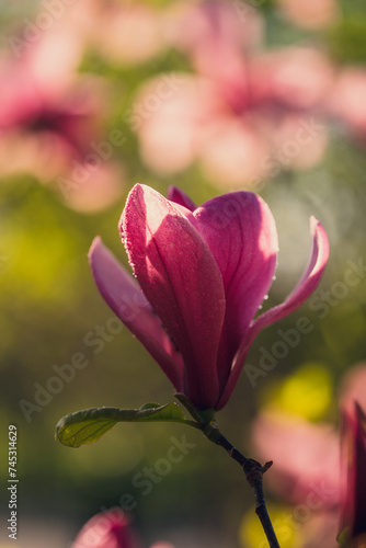 magnolia spring flowers