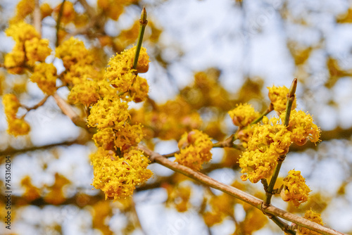 Cornus mas Kornelkirsche Detail Blüte photo