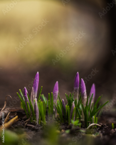 spring flowers