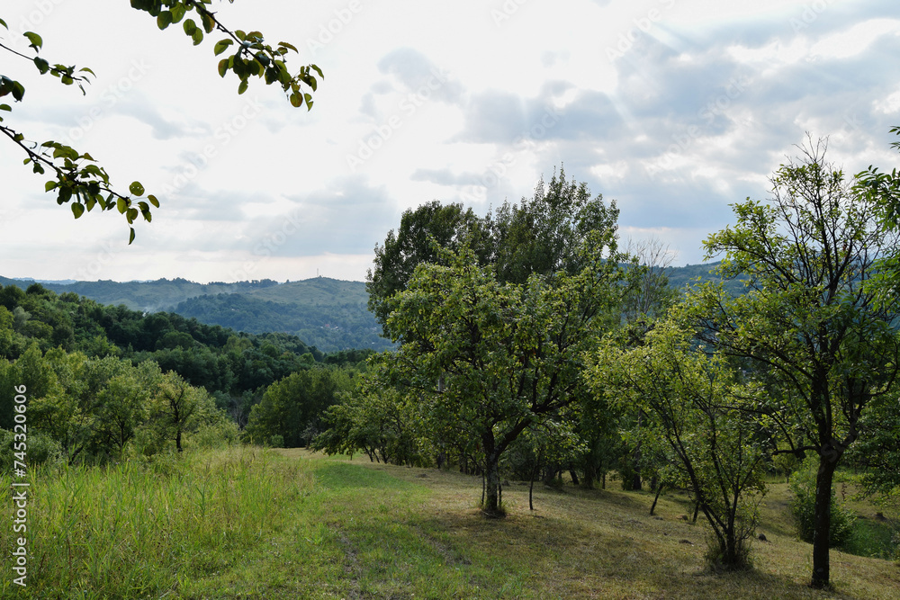 Obraz premium Green trees with a mountain view behind. Background image from Romania villages tree farms