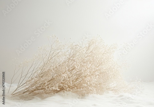 a white plant with white flowers