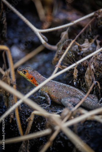 Galapagos red and yellow faced lizard photo