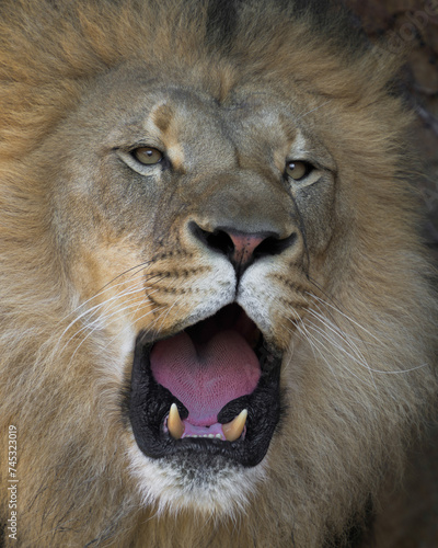 Fototapeta Naklejka Na Ścianę i Meble -  Close up headshot of adult male African lion roaring