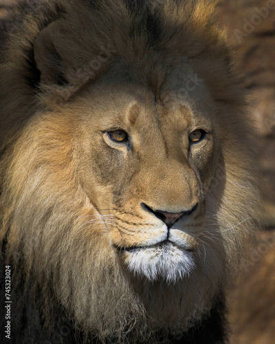 Close up headshot of adult male African lion