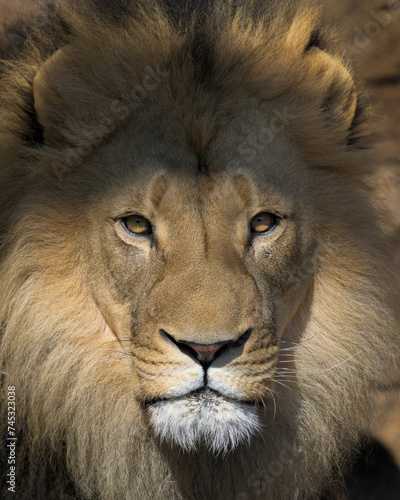Close up headshot of adult male African lion with intense stare in warm light