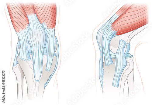 Tendons of the knee, Anatomy. Illustration photo