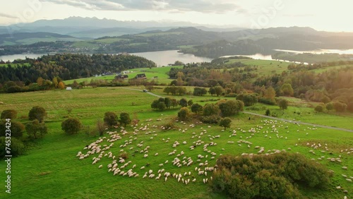 The flock of sheep grazing in the mountains at sunset in Southern Poland
