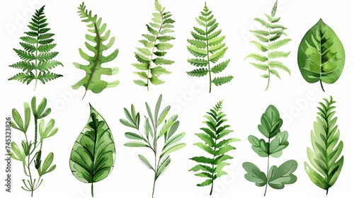 Vector designer elements set collection of green forest fern  tropical green eucalyptus greenery art foliage natural leaves herbs in watercolor style. Decorative beauty elegant illustration for design