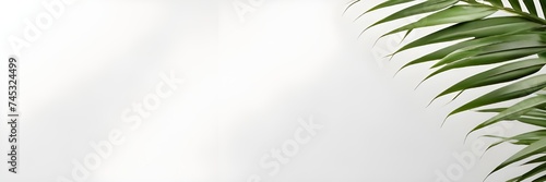 Natural palm leaf shadow overlay isolated on white background