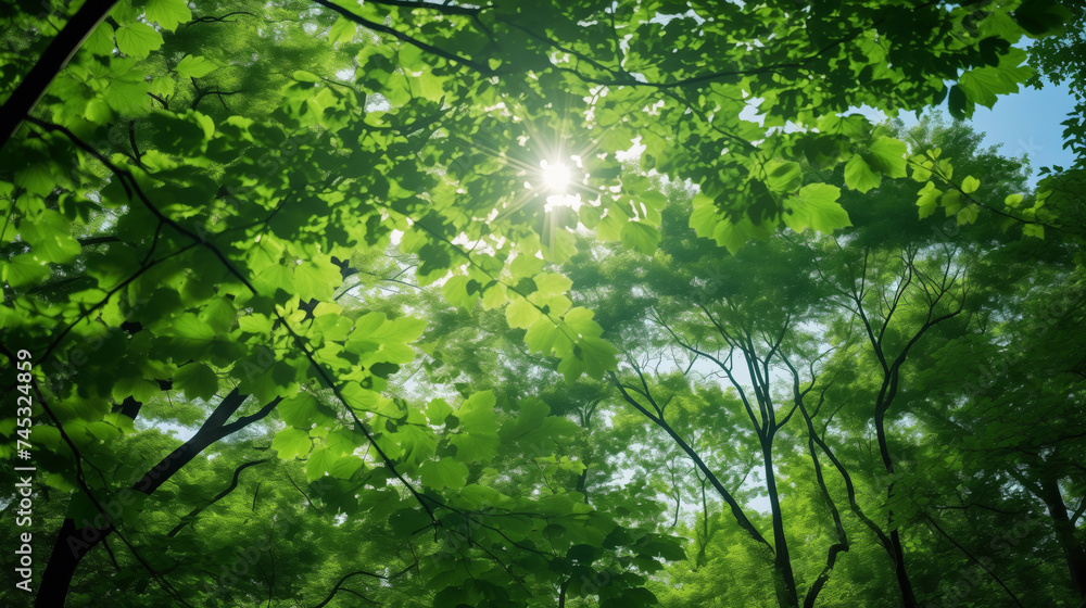 Dappled sunlight peeks through the fresh green leaves, offering a glimpse of the sky in the forest's heart Dappled sunlight peeks through the fresh green leaves, offering a glimpse of the sky in the forest's heart