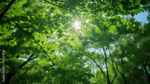 Dappled sunlight peeks through the fresh green leaves  offering a glimpse of the sky in the forest s heart