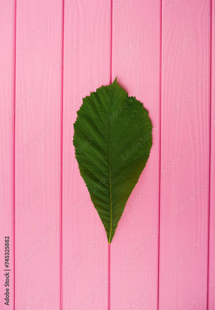 Summer abstract background mockup green chestnut tree leaf isolated close up Summer abstract background mockup green chestnut tree leaf isolated close up