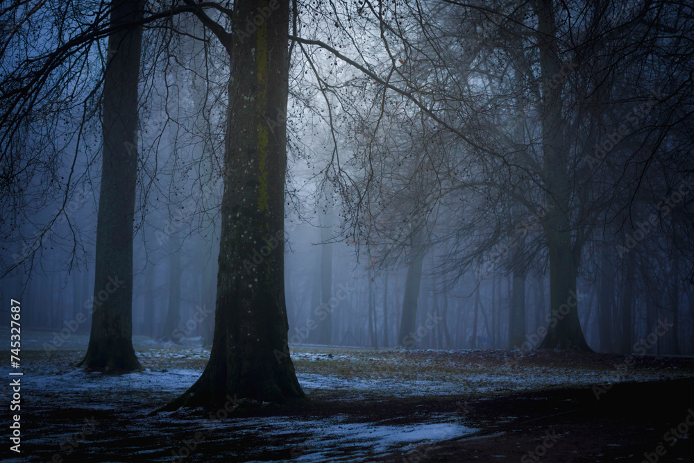 Ciemny las podczas mgły wieczór zło horror straszny mroczny klimat na helloween - obrazy, fototapety, plakaty 