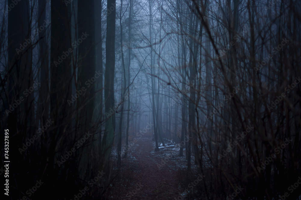 Ciemny las podczas mgły wieczór zło horror straszny mroczny klimat na helloween - obrazy, fototapety, plakaty 