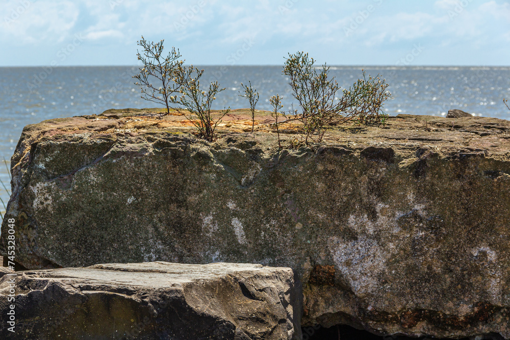 Resilient vegetation sprouts over rocks. Lagoa dos Patos, Rio Grande do Sul, Brazil