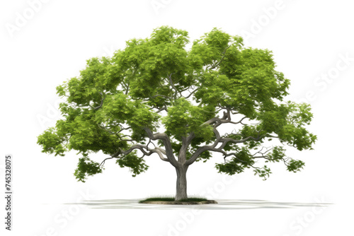 Lush Green Tree Isolated on Transparent Background