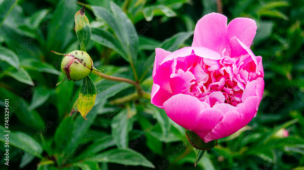 Blooming pink peony in the garden. Pink peony bud. Floral background. Blooming pink peony in the garden. Pink peony bud. Floral background.