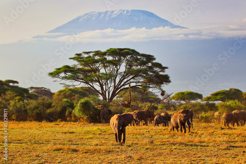 Quintessential African scene of Elephants on the move under the shadow of Africa s greatest mountain - Kilimanjaro at the Amboseli National park  Kenya